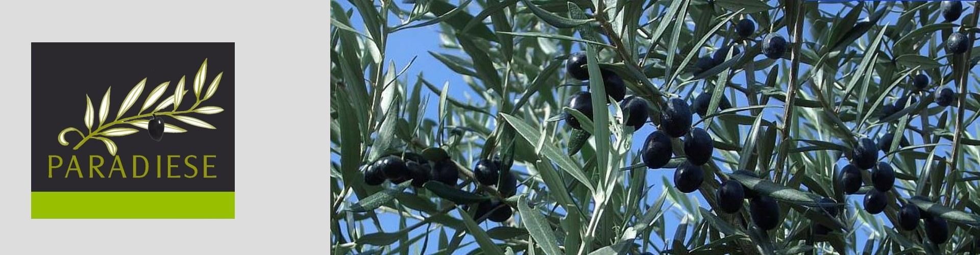 Extra natives Olivenöl von der iberischen Halbinsel ..